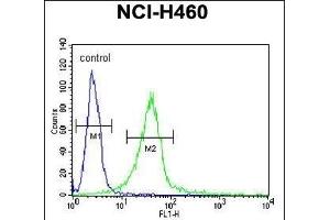 GIT1- Antibody (C-term) (ABIN6242999 and ABIN6578994) flow cytometric analysis of NCI- cells (right histogram) compared to a negative control cell (left histogram).