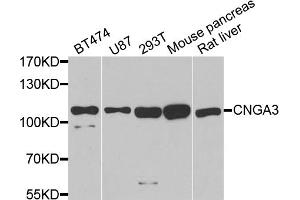 Western blot analysis of extracts of various cell lines, using CNGA3 antibody (ABIN6290264) at 1:1000 dilution.