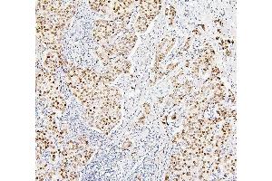 IHC analysis of H1F0 using anti-H1F0 antibody (ABIN7600521). (Histone H1 antibody  (AA 20-159))