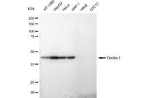 Western blotting analysis using Flotillin 1 antibody (ABIN7798632).