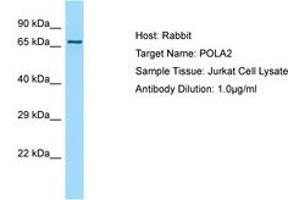 Image no. 1 for anti-Polymerase (DNA Directed), alpha 2 (70kD Subunit) (POLA2) (AA 55-104) antibody (ABIN6750128) (POLA2 antibody  (AA 55-104))