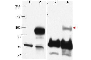 Image no. 1 for anti-PR Domain Containing 1, with ZNF Domain (PRDM1) (C-Term) antibody (ABIN401477)