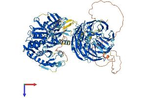 Aminoadipate-Semialdehyde Dehydrogenase (AASDH) (AA 1-1098) protein (His tag)