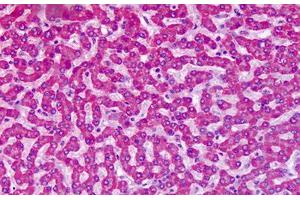 Anti-GRM7 / MGLUR7 antibody IHC staining of human liver. (GRM7 antibody  (N-Term))