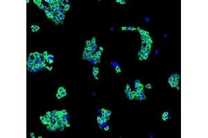 IF analysis of EIF4A1 using anti-EIF4A1 antibody (ABIN7603125). (EIF4A1 antibody  (N-Term))