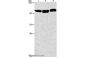 Western blot analysis of Hela, NIH/3T3 and Raji cell, using DNM2 Polyclonal Antibody at dilution of 1:400 (DNM2 antibody)