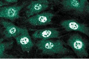 Immunofluorescent staining of C3H10T1/2 cells. (MSH6 antibody  (AA 225-333))