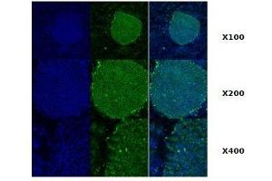 Immunofluorescence: Immunofluorescence staining of human ES cell colony with monoclonal anti-human TRA1 antibody (2H3) (GRP94 antibody)