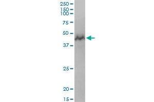 GTPBP3 MaxPab polyclonal antibody. (GTPBP3 antibody  (AA 1-492))