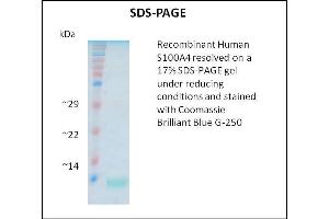 SDS-PAGE (SDS) image for S100 Calcium Binding Protein A4 (S100A4) (Active) protein (ABIN5509403)
