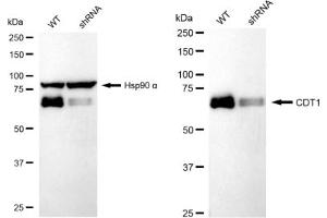 Western blotting analysis using CDT1 antibody (ABIN7798061).