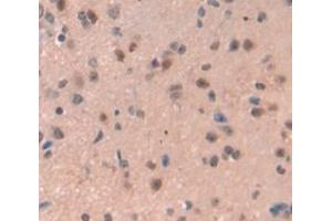 IHC-P analysis of Mouse Tissue, with DAB staining. (REPIN1 antibody  (AA 30-298))