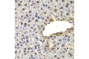 Immunohistochemistry of paraffin-embedded mouse liver using SUPT20H antibody (ABIN4905348) at dilution of 1:100 (40x lens). (FAM48A/P38IP antibody)