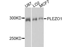 Western blot analysis of extract of various cells, using PIEZO1 antibody.
