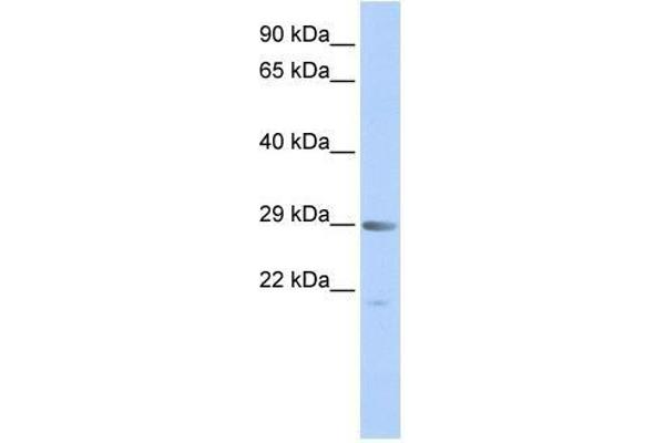 MORF4 antibody  (Middle Region)