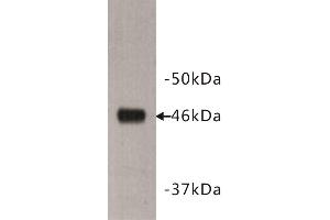 Western Blotting (WB) image for anti-Dachsous 1 (DCHS1) antibody (ABIN1854970)
