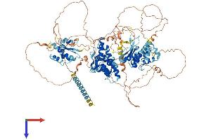 AlphaFold protein structure predicition of Mouse Recombinant Ankle2 Protein, UniprotID Q6P1H6