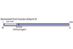 Image no. 2 for anti-Ankyrin 2, Neuronal (ANK2) antibody (ABIN967633) (ANK2 antibody)