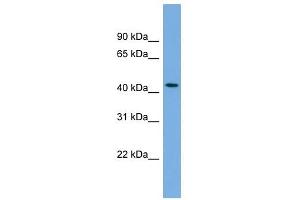 SKA3 antibody used at 1 ug/ml to detect target protein. (SKA3 antibody  (Middle Region))