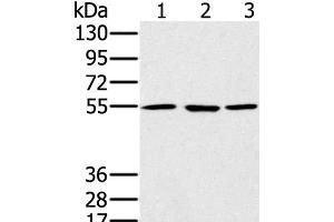 Western Blot analysis of A549, hela and NIH/3T3 cell using PSMC1 Polyclonal Antibody at dilution of 1:500 (PSMC1 antibody)