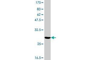 Western Blot detection against Immunogen (32. (OR5B21 antibody  (AA 40-93))