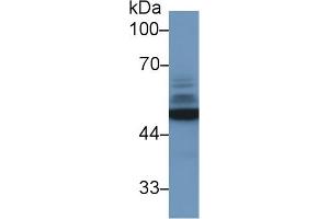 Western Blot; Sample: Human 293T cell lysate; Primary Ab: 1µg/ml Rabbit Anti-Mouse NSE Antibody Second Ab: 0.