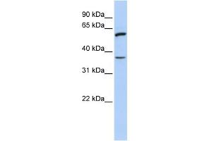 WB Suggested Anti-TNFRSF21 Antibody Titration:  0.
