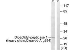 Western blot analysis of extracts from Jurkat cells, treated with etoposide 25uM 1h, using Dipeptidyl-peptidase 1 (heavy chain,Cleaved-Arg394) Antibody. (CTSC antibody  (Cleaved-Arg394))
