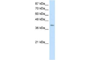 WB Suggested Anti-ERAL1 Antibody Titration:  0. (ERAL1 antibody  (C-Term))