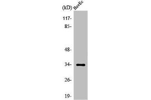 Western Blot analysis of HuvEc cells using Olfactory receptor 5M11 Polyclonal Antibody (OR5M11 antibody  (C-Term))