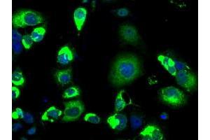 Anti-LOX mouse monoclonal antibody (ABIN2453263) immunofluorescent staining of COS7 cells transiently transfected by pCMV6-ENTRY LOX (RC213323). (LOX antibody  (AA 22-168))