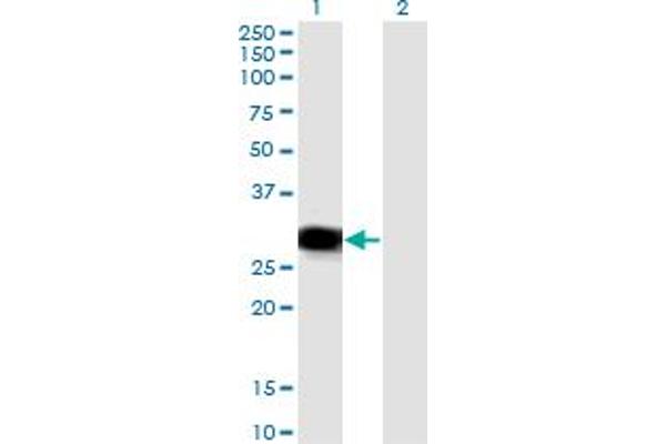 RBPMS Antikörper  (AA 1-219)