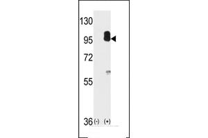 Western blot analysis of cGKII using cGKII Antibody using 293 cell lysates (2 ug/lane) either nontransfected (Lane 1) or transiently transfected with the PRKG2 gene (Lane 2).