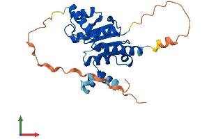 AlphaFold protein structure predicition of Mouse Recombinant Srrd Protein, UniprotID Q8K2M3