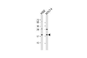 All lanes : Anti-GKN1 Antibody (C-term) at 1:1000 dilution Lane 1: K562 whole cell lysate Lane 2: MOLT-4 whole cell lysate Lysates/proteins at 20 μg per lane. (Gastrokine 1 antibody  (C-Term))