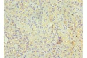 Immunohistochemistry of paraffin-embedded human pancreatic tissue using ABIN7167347 at dilution of 1:100 (Rab4 antibody  (AA 1-218))