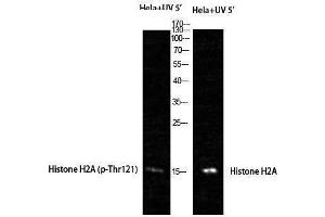 Western Blotting (WB) image for anti-Histone H2A (pThr121) antibody (ABIN3179815) (Histone H2A antibody  (pThr121))