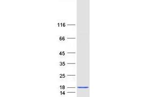 Validation with Western Blot (NDUFA5 Protein (Myc-DYKDDDDK Tag))