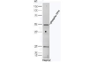 HepG2 cell lysates probed with Rabbit Anti-TPH(Ser260) Polyclonal Antibody, Unconjugated  at 1:500 for 90 min at 37˚C. (Tryptophan Hydroxylase 1 antibody  (pSer260))