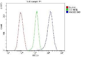 anti-High Mobility Group Box 3 (HMGB3) (N-Term) antibody