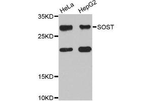 Western blot analysis of extracts of HeLa and HepG2 cell lines, using SOST antibody. (Sclerostin antibody)