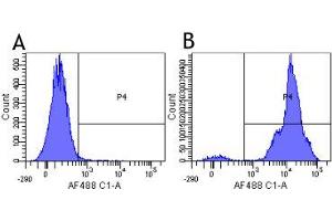 Flow-cytometry using the anti-CD11a research biosimilar antibody Efalizumab (hu1124, )  Human lymphocytes were stained with an isotype control (panel A) or the rabbit-chimeric version of Efalizumab ( panel B) at a concentration of 1 µg/ml for 30 mins at RT. (Recombinant ITGAL (Efalizumab Biosimilar) antibody)
