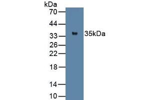 Detection of Recombinant MYOG, Rat using Polyclonal Antibody to Myogenin (MYOG) (Myogenin antibody  (AA 4-219))