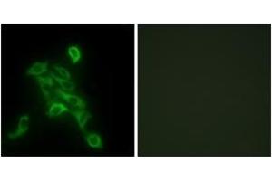 Immunofluorescence analysis of HepG2 cells, using COX6C Antibody. (COX6C antibody  (AA 11-60))