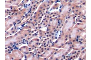 Detection of CD229 in Mouse Kidney Tissue using Polyclonal Antibody to Cluster Of Differentiation 229 (CD229) (LY9 antibody  (AA 384-642))