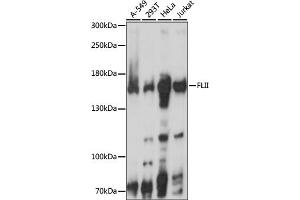 Western blot analysis of extracts of various cell lines, using FLII antibody. (FLII antibody)