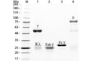 SDS-PAGE of Rabbit IgG Whole Molecule Agarose Conjugated . (Rabbit IgG Isotype Control)