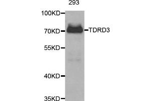 Western Blotting (WB) image for anti-Tudor Domain Containing 3 (TDRD3) antibody (ABIN1877029)