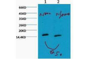 Western Blotting (WB) image for anti-Histone 3 (H3) (H3K79me) antibody (ABIN3181163) (Histone 3 antibody  (H3K79me))