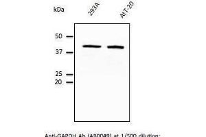 Endogenous ERP57- endoplasmic reticulum lumen marker detected With AB0004 at 1/500 dilunon, lysates at 100 µg per Iane and rabbit polyclonal to goat lµg (HRP) at 1/10,000 dilution, (GAPDH antibody  (C-Term))